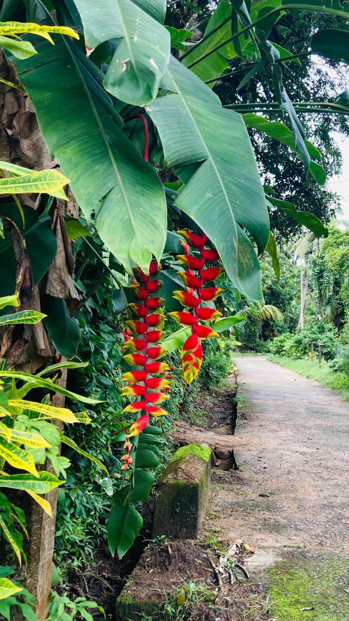 Dosemo Cabana Induruwa Luaran gambar
